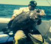 Bass Grouper